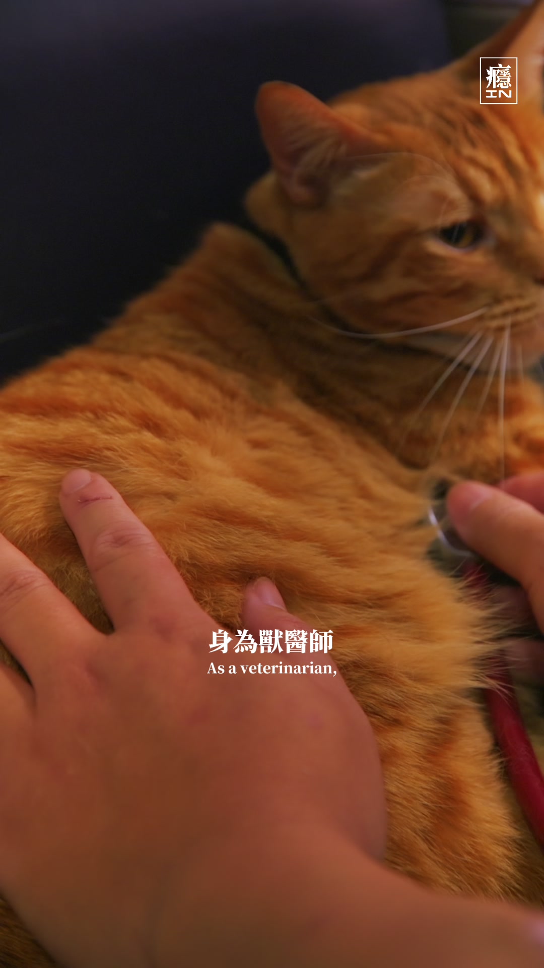 踏踏咖啡 x 養憩動物血液中心 影像紀錄 3